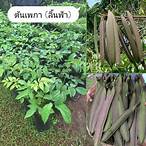 ปลูกเพกาขายกลายเป็นเศรษฐี